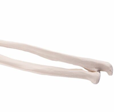 Hand Skeleton Ulna and  Radius A41 3