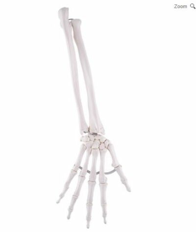 Hand Skeleton Ulna and Radius A40/3 1