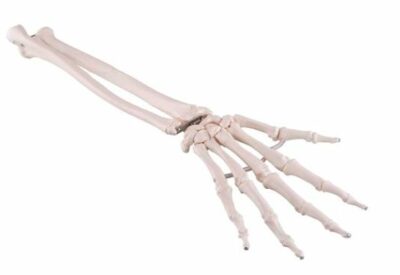 Hand Skeleton Ulna and Radius A40/3 2