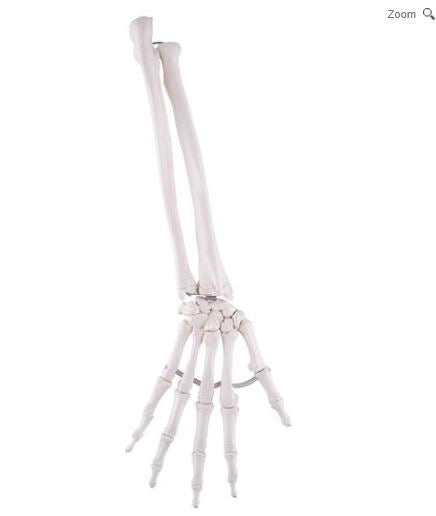 Hand Skeleton Ulna and Radius A40/3