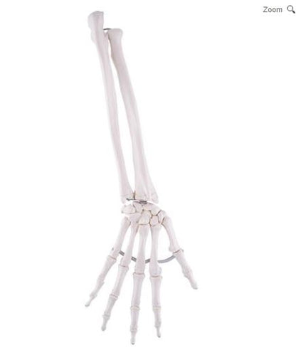 Hand Skeleton Ulna and Radius A40/3