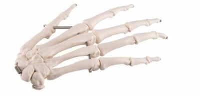 Hand Skeleton Wire Mounted A40 2