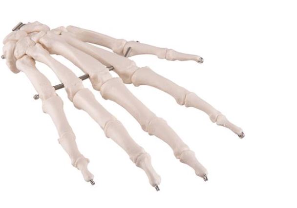 Hand Skeleton Wire Mounted A40