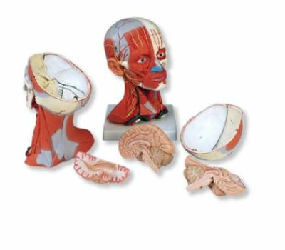 Head and Neck Musculature C05 2