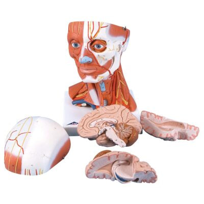 Head and Neck Musculature C05 1