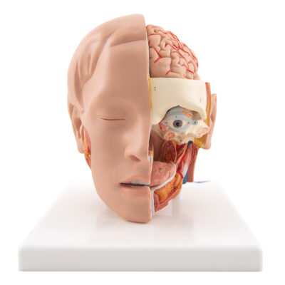 Head Model, 6-Part C09/1 1