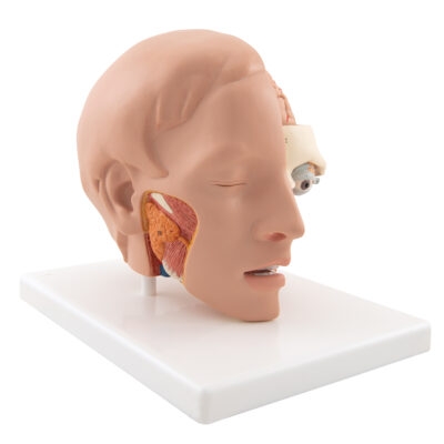 Head Model, 6-Part C09/1 2