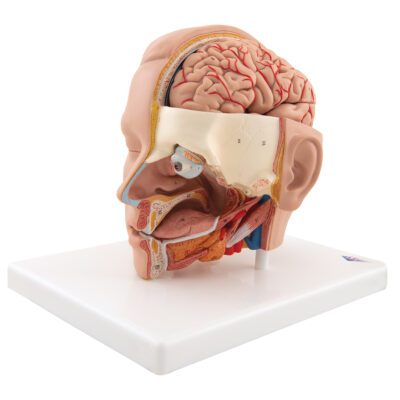 Head Model, 6-Part C09/1 7