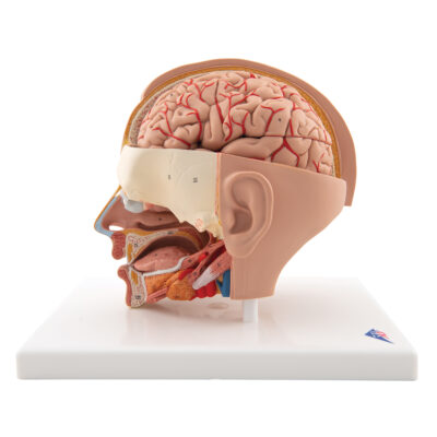 Head Model, 6-Part C09/1 6