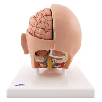 Head Model, 6-Part C09/1 5