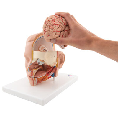 Head Model, 6-Part C09/1 4