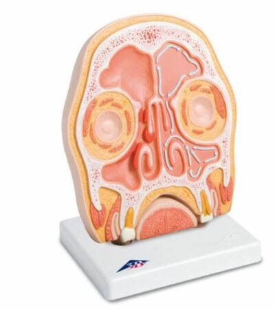 Head Section Model C13/1 1