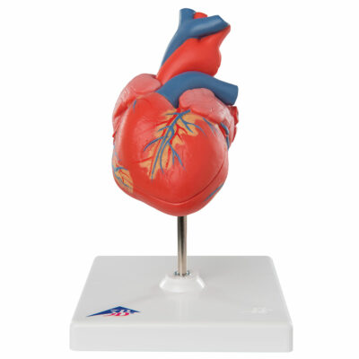 Heart Classic  2-Part G08 1