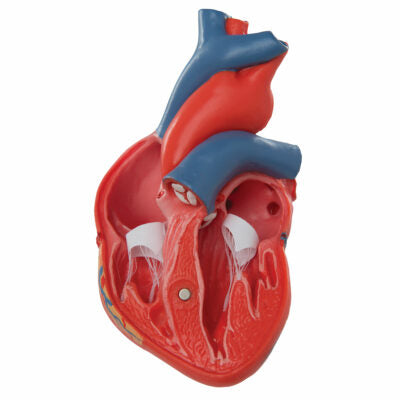 Heart Classic  2-Part G08 2