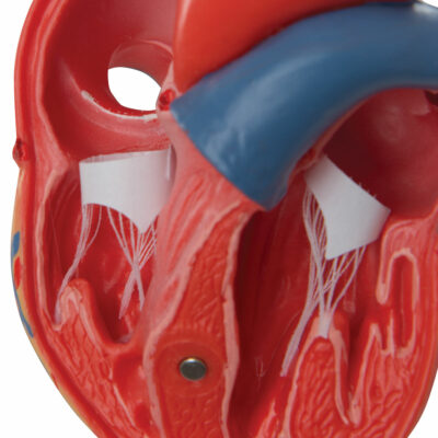 Heart Classic  2-Part G08 3