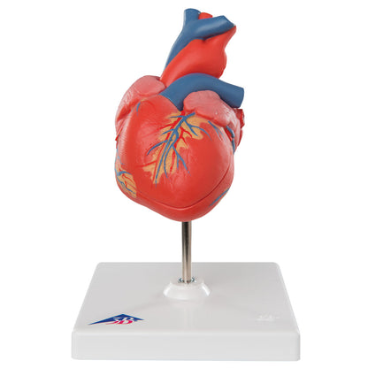 Heart Classic  2-Part G08