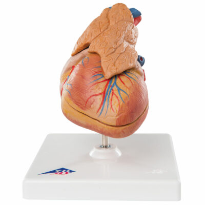Heart Classic with Thymus – 3-Part G08/1 1