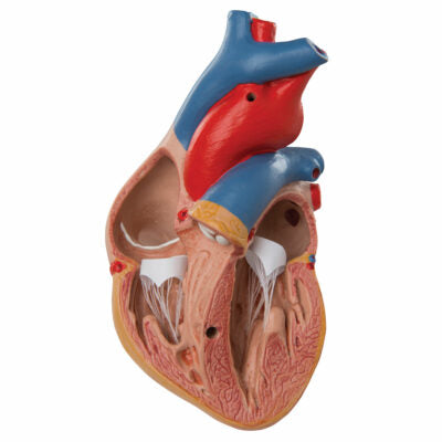 Heart Classic with Thymus – 3-Part G08/1 2