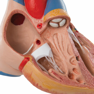 Heart Classic with Thymus – 3-Part G08/1 3