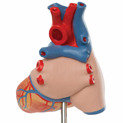 Heart Classic with Thymus – 3-Part G08/1 4