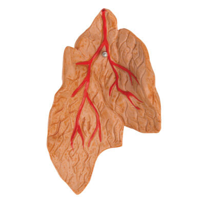 Heart Classic with Thymus – 3-Part G08/1 5
