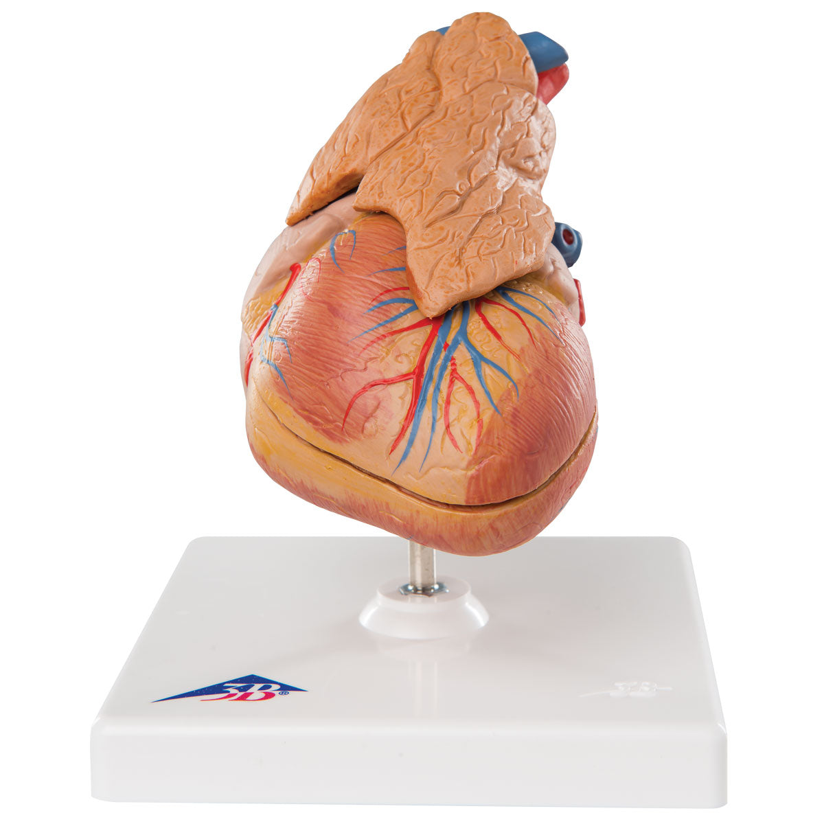 Heart Classic with Thymus – 3-Part G08/1