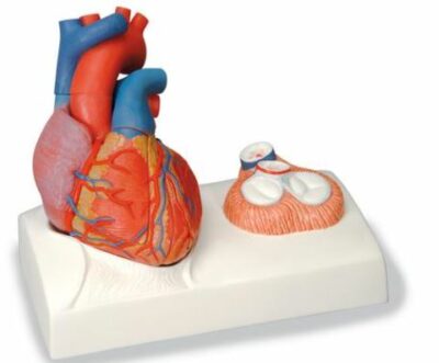 Heart Model 5-Part On Base G01 1