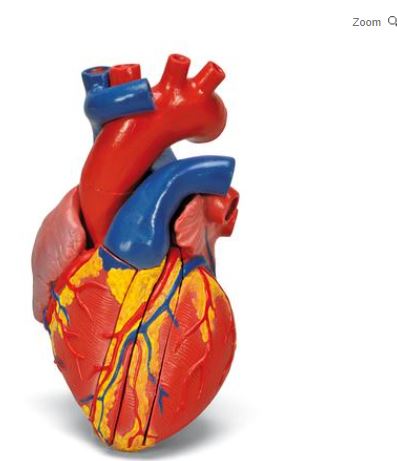 Heart Model 5-Part On Base G01 7