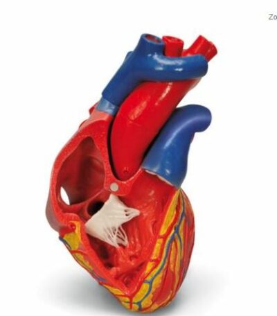 Heart Model 5-Part On Base G01 2
