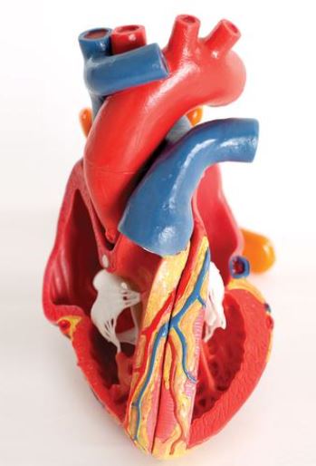 Heart Model 5-Part On Base G01 3