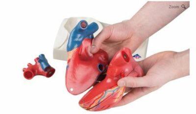 Heart Model 5-Part On Base G01 4