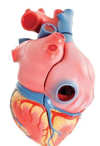 Heart Model 5-Part On Base G01 5