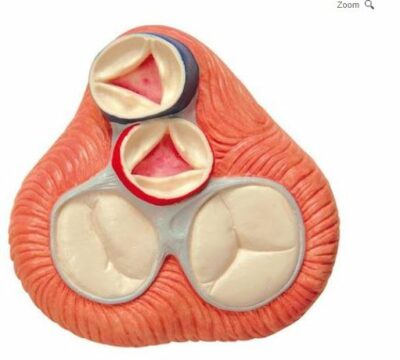 Heart Model 5-Part On Base G01 6