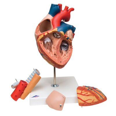 Heart with Esophagus and Trachea, 2 times life size, 5 part G13 2