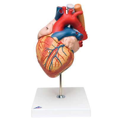 Heart with Esophagus and Trachea, 2 times life size, 5 part G13