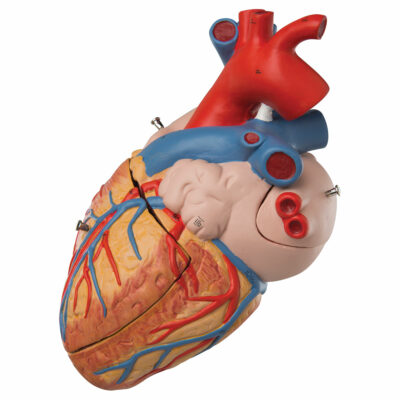 Heart, 2-times life size, 4 part G12 2