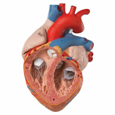 Heart, 2-times life size, 4 part G12 3