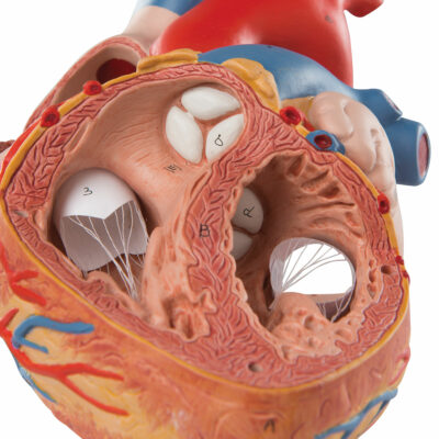 Heart, 2-times life size, 4 part G12 4