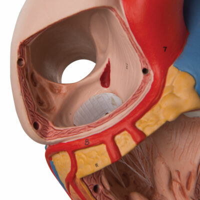 Heart, 2-times life size, 4 part G12 5