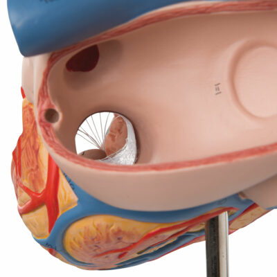Heart, 2-times life size, 4 part G12 6
