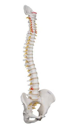 Highly Flexible Spine  A59/1 1