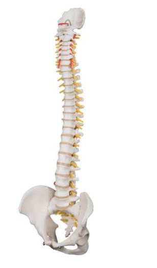 Highly Flexible Spine  A59/1