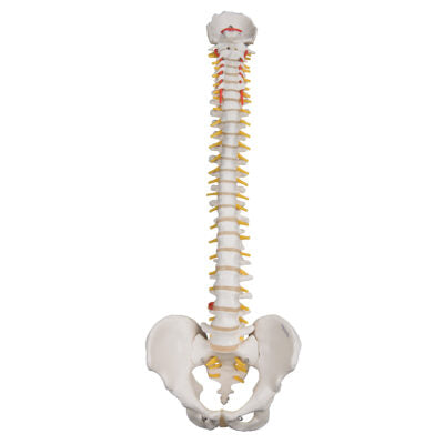 Highly Flexible Spine A59/2 3