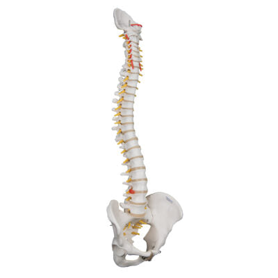 Highly Flexible Spine A59/2 2