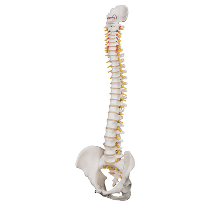 Highly Flexible Spine A59/2