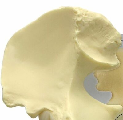 Hip Basic G126 1