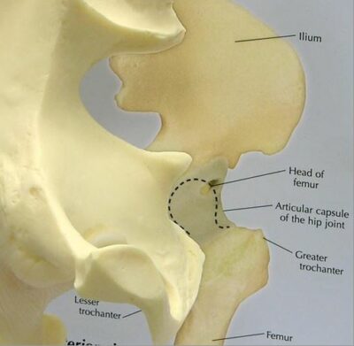 Hip Basic G126 2