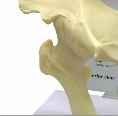 Hip Basic G126 3