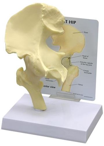 Hip Basic G126