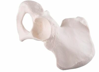 Hip Bone  A35/5 1